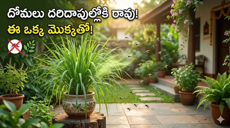 "Lemongrass mosquito repellent plant in telugu"