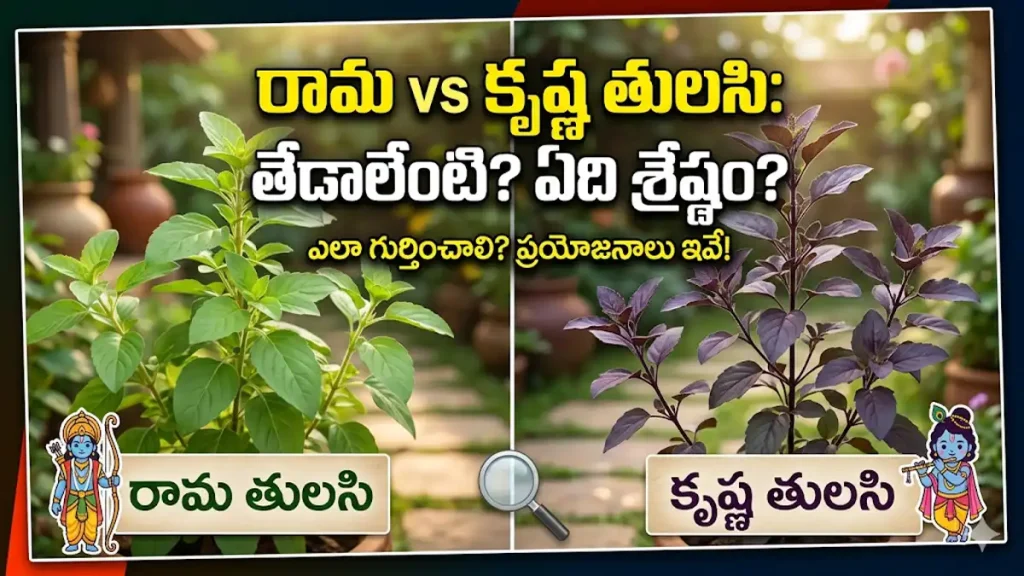 Difference between Rama Tulsi and Krishna Tulsi in Telugu.