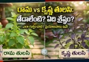 Difference between Rama Tulsi and Krishna Tulsi in Telugu.