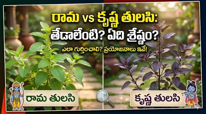 Difference between Rama Tulsi and Krishna Tulsi in Telugu.