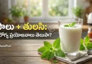 వేడి పాలలో తులసి ఆకులు వేసి మరిగించి తాగితే శరీరంలో ఏం జరుగుతుందో తెలుసా?