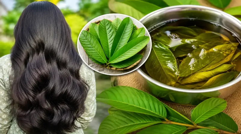 Hair fall tips guava Leaves