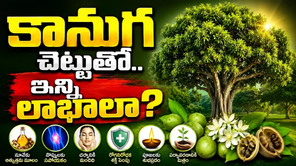kanuga chettu benefits
