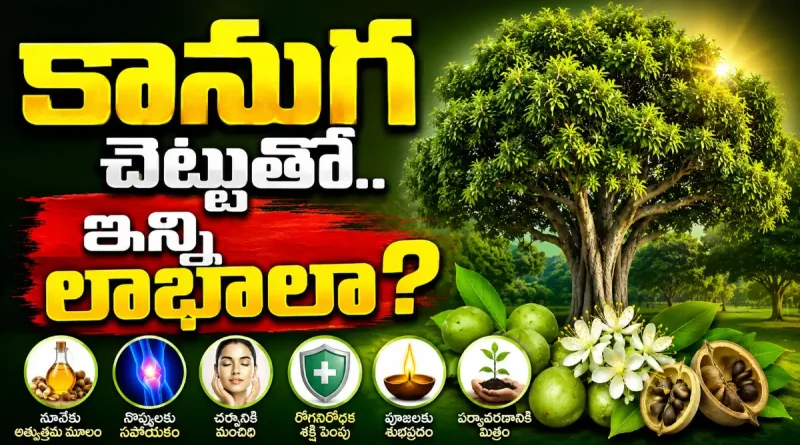 kanuga chettu benefits