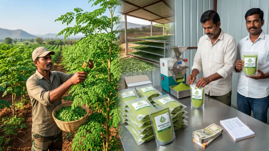 moringa business