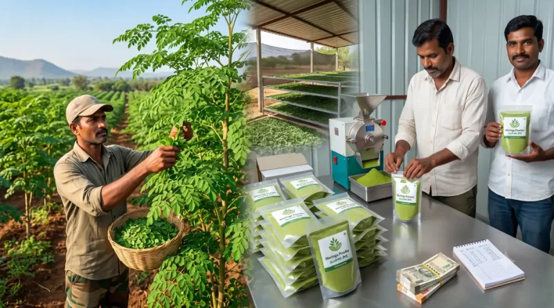 moringa business