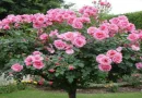 Rose Plant