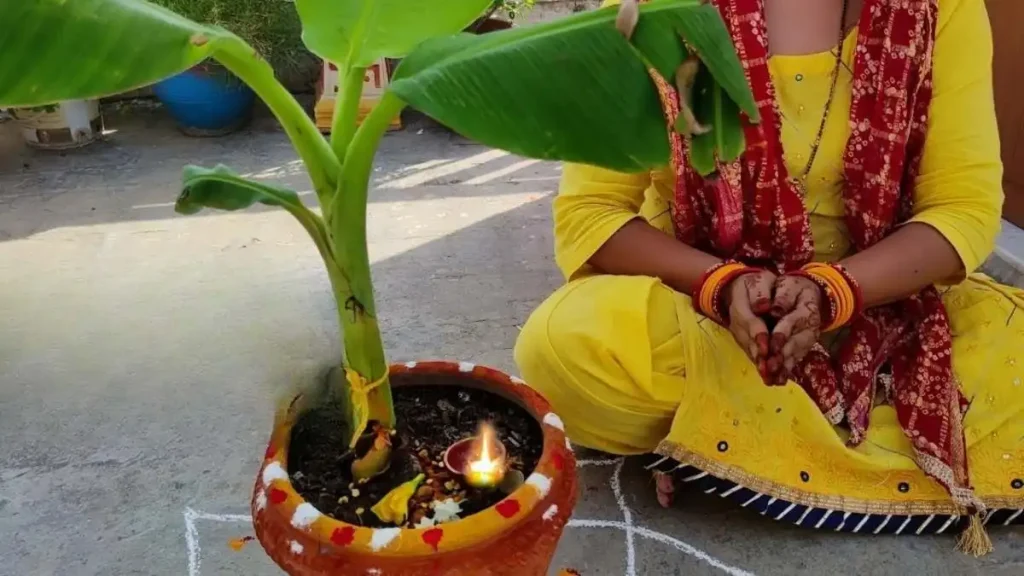 banana tree worship