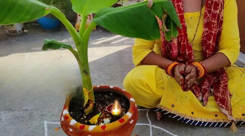 banana tree worship