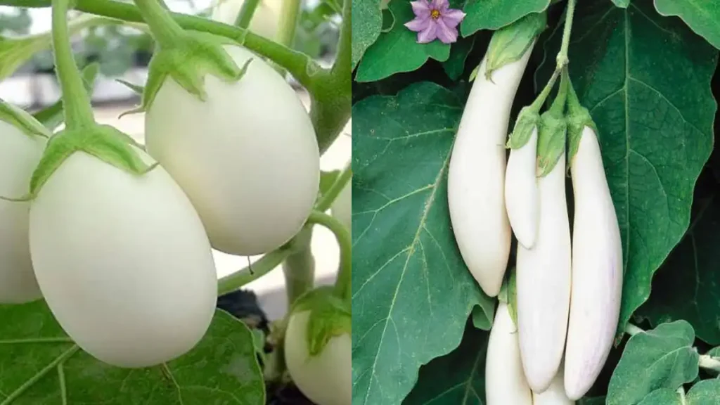 white brinjal